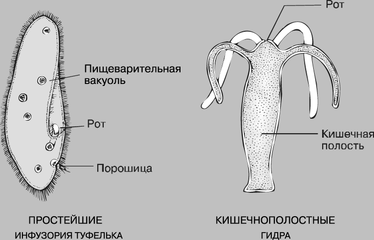 Ссылка омг тг канал зеркало